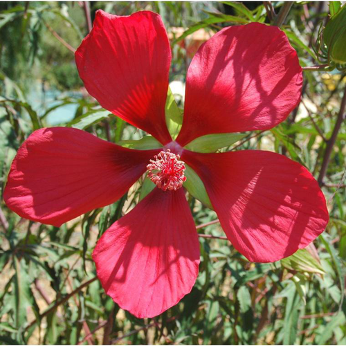 Visuel 2 du produit Hibiscus Coccineus - Le pot de 4 litres