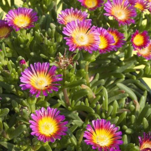 Visuel 1 du produit Delosperma Wheels Of Wonder Hot Pink (Rose) - Le pot de 4 litres