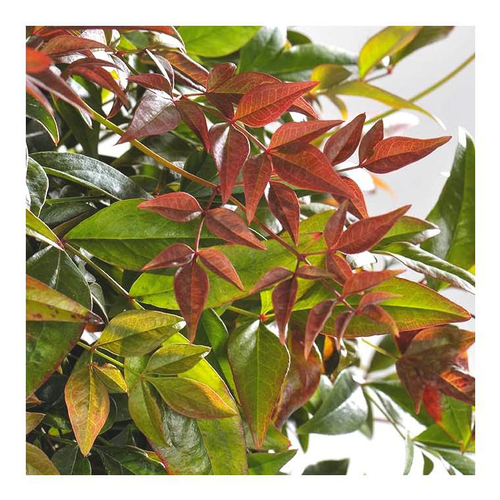 Visuel 1 du produit Nandina Domestica Obsessed rouge en pot