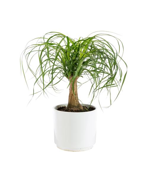 Visuel 1 du produit Beaucarnea recurvata botanic®. Le pot de Ø 21 cm