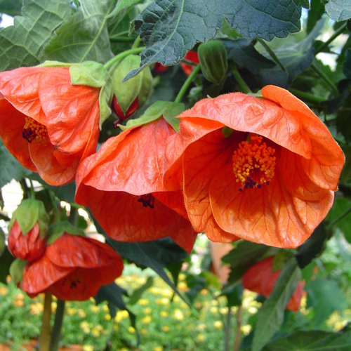 Visuel 1 du produit Abutilon Varié. Le pot de 7 litres