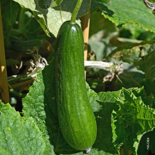 Visuel 1 du produit Concombre Bio. La barquette de 6 plants