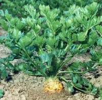 Visuel 1 du produit Celeri Branche Bio. La barquette de 3 plants