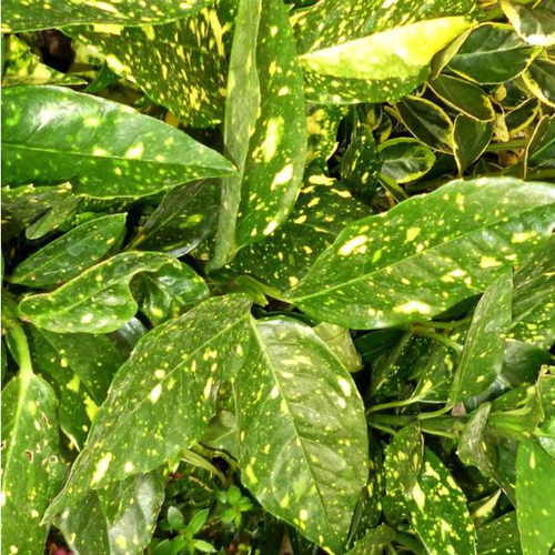 Visuel 1 du produit Aucuba Japonica Crotonifolia jaune 80/100 cm en pot de 15 L