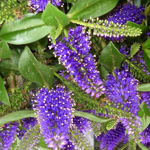 Visuel 1 du produit Hebe Donna Anna - Le pot de 12 cm