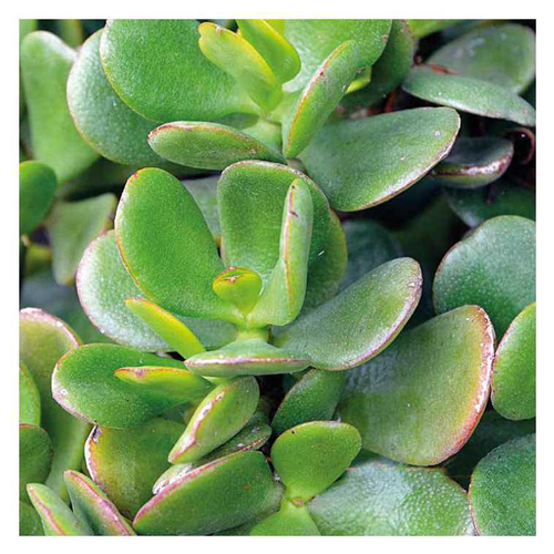 Visuel 1 du produit Crassula - Le pot de 9 x 9 cm