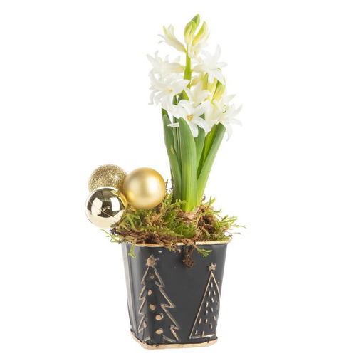 Visuel 1 du produit Composition de Noël jacinthe multicolore pot en zinc noir et or