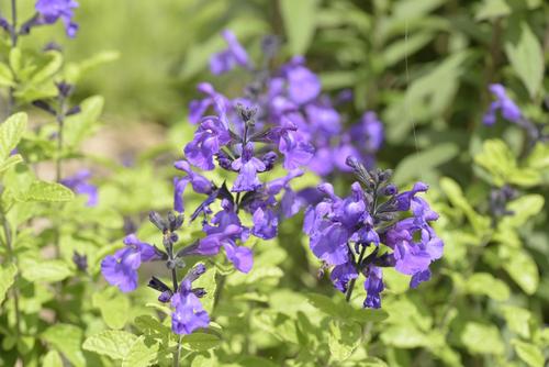 Visuel 1 du produit Sauge arbustive SO COOL PURPLE - Le pot de 2 litres