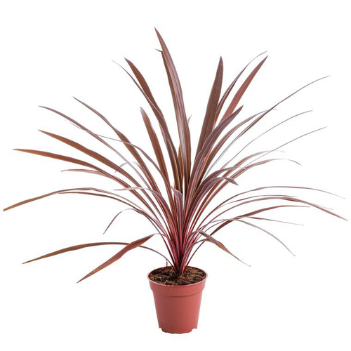 Visuel 1 du produit Cordyline - Le pot de 3 litres