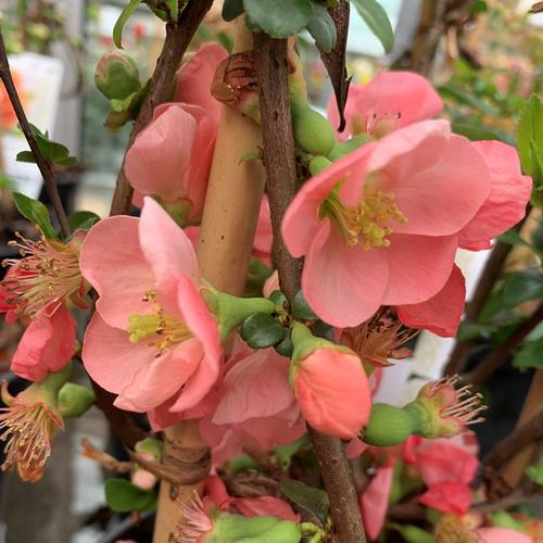 Visuel 1 du produit Cognassier du Japon Umbellicatta rose. Le pot de 7,5 litres, forme tipi 60/80