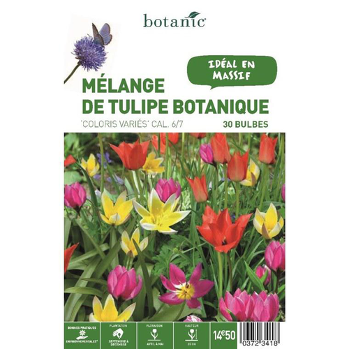 Visuel 1 du produit Tulipe en mélange botanic® - 30 bulbes