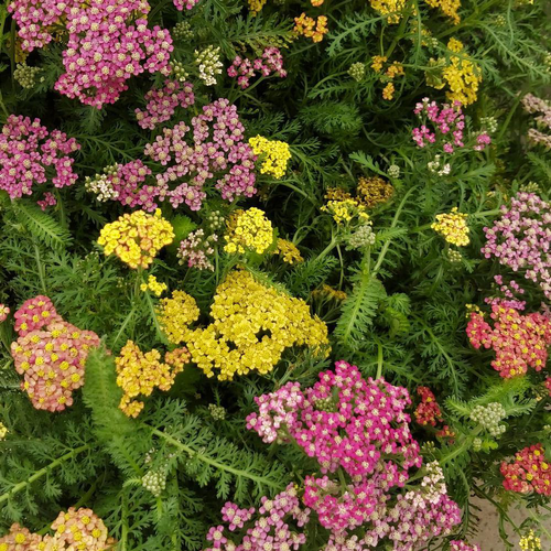 Visuel 1 du produit Achillea Variée. Le pot de 3 litres