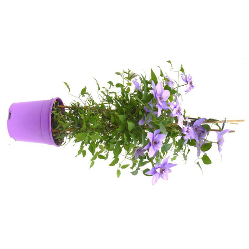 Visuel 1 du produit Clématite pour pots - Le pot de 2 litres