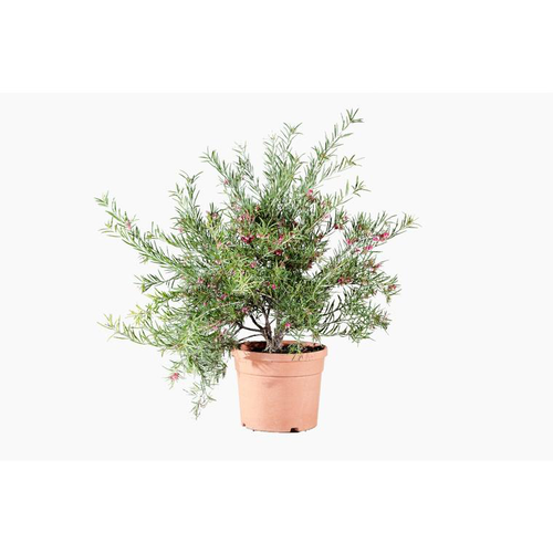 Visuel 1 du produit Grevillea Rosmarinifolia rouge. Le pot de 3 litres
