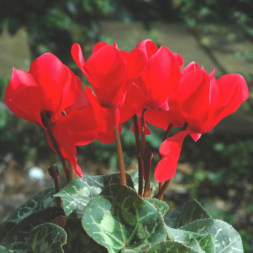 Visuel 1 du produit Cyclamen Midi à fleurs multicolores - La jardinière de 40 cm