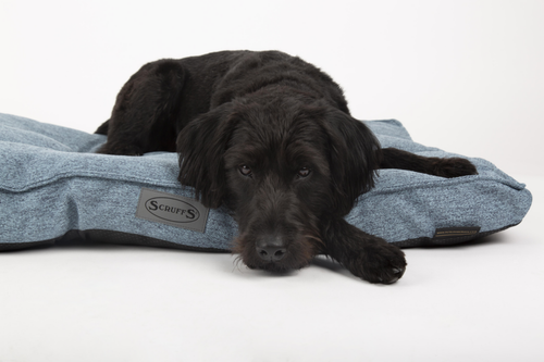Visuel 5 du produit Coussin pour chien bleu Manhattan Scruffs - Taille M