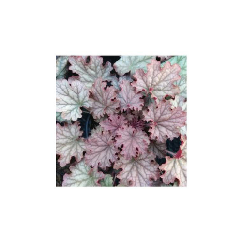 Visuel 1 du produit Heuchera Word Caffé Amaretto - Le pot de 2 litres