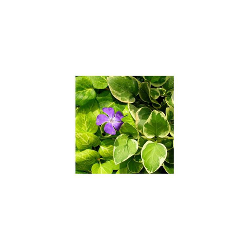 Visuel 1 du produit Grande pervenche - Le pot de 10,5 cm