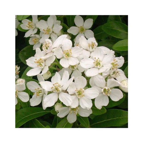 Visuel 1 du produit Choisya Ternata 60/80. Le pot de 45 litres