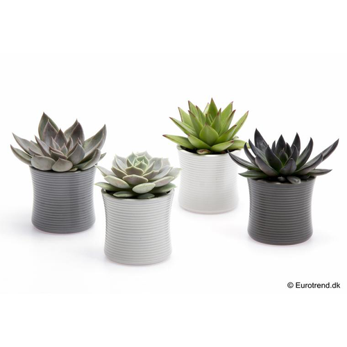 Visuel 1 du produit Succulentes en pot Ø 6 cm