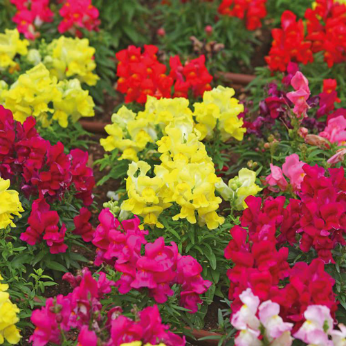 Visuel 1 du produit Muflier nain - La barquette de 4 plants