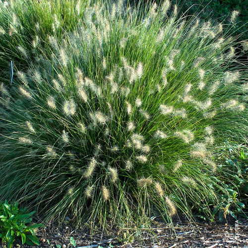Visuel 1 du produit Pennisetum 'Little Bunny' - Le pot de 1 litre