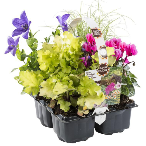 Visuel 1 du produit Mélange automnal - Le pack de 4 plants
