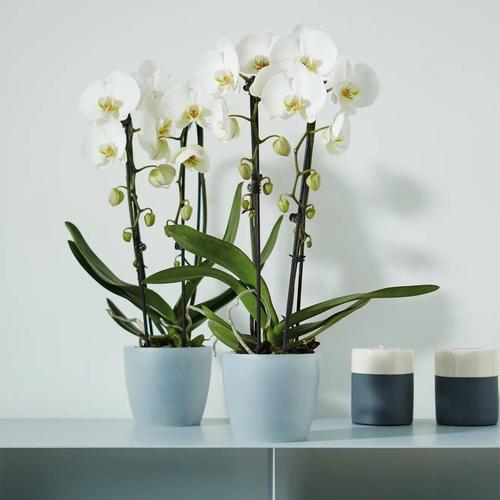Visuel 4 du produit Cache pot Brussel Orchidees