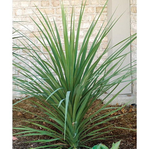 Visuel 1 du produit Cordyline (CORDYLINE INDIVISA) Le pot de 10 litres (touffe)