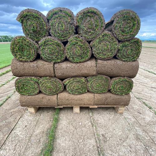 Visuel 6 du produit Gazon naturel résistant à la sécheresse en rouleaux Les Gazons de la Hardt - prix au m² pour une surface achetée totale de 451 à 500 m²