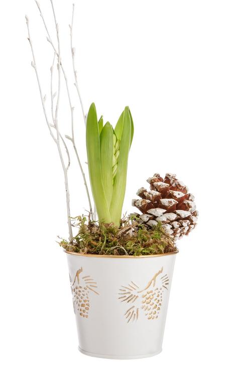 Visuel 1 du produit Composition de 3 Jacinthes blanches. Le pot Ø 9,5 cm en zinc décor pin.