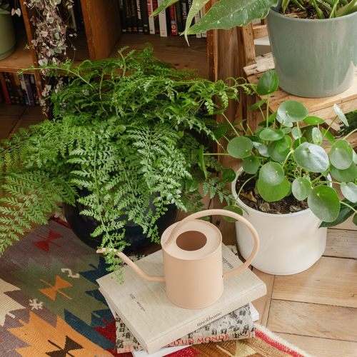 Visuel 2 du produit Fougère Nephrolepis Boston pot Ø17 cm/ H50 cm