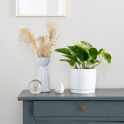 Visuel 2 du produit Pothos Marble Queen vert en pot blanc émaillé botanic®. Le pot Ø 15 cm