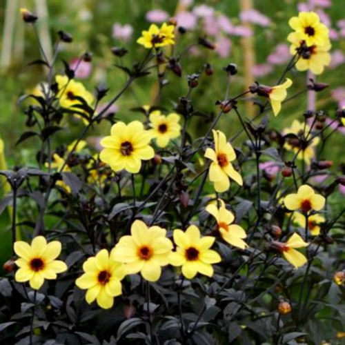 Visuel 1 du produit Dahlia Mystic Ladies Illusion - Le pot de 4 litres