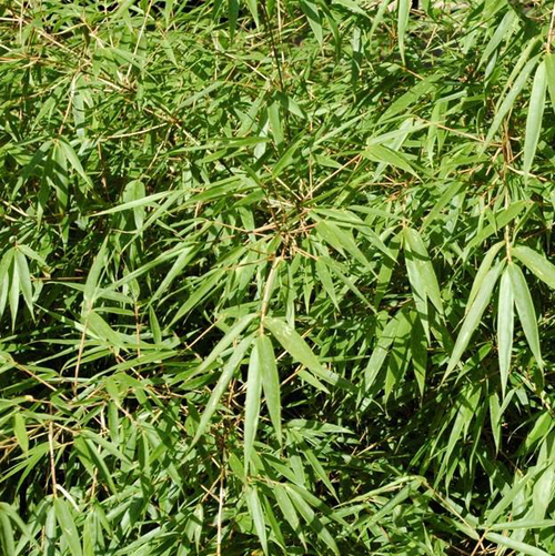 Visuel 1 du produit Plante bambou Fargesia Formidable coloris vert