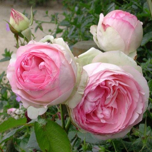 Visuel 1 du produit Rosier grimpant Pierre de Ronsard® Meiviolin rose. Le pot de 7,5 litres