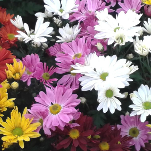 Visuel 1 du produit Mini Chrysanthème - Le pack de 4 plants