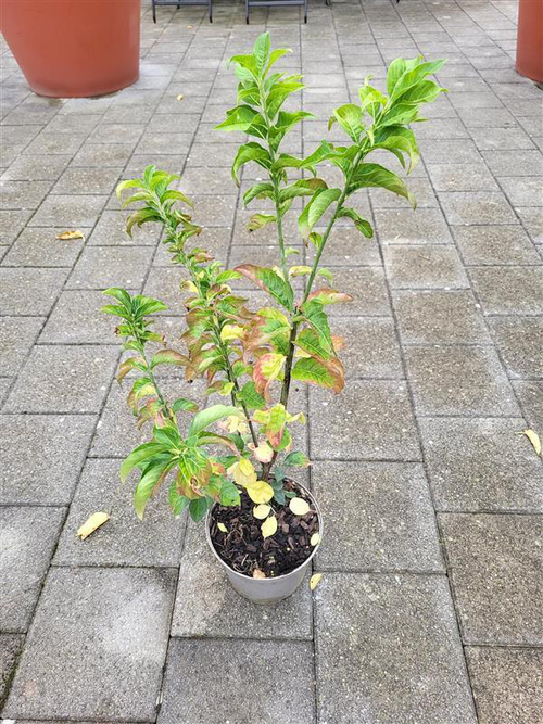 Visuel 1 du produit Euonymus europaeus coloris rouge – 3 L