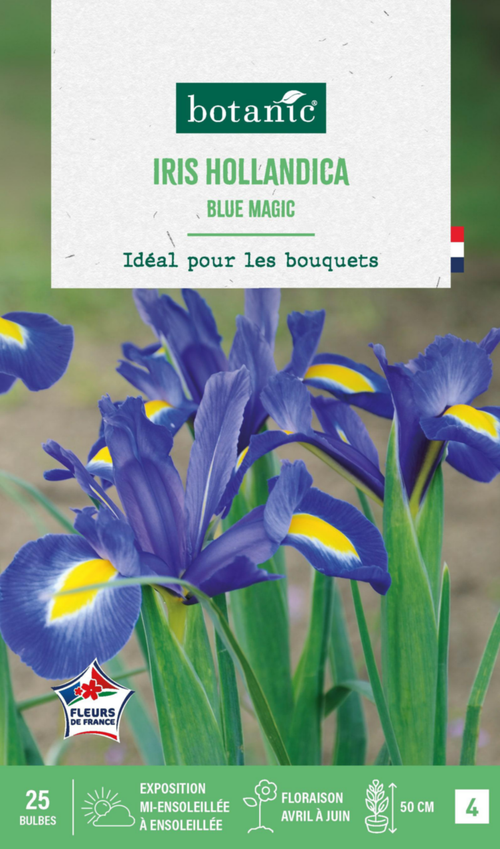 Visuel 1 du produit Iris hollandica blue magic botanic® - 25 bulbes