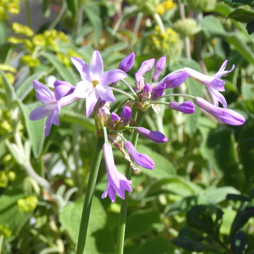Visuel 1 du produit Tulbaghia violacé Pearl - Le pot de 1 litre