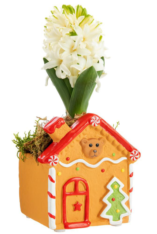 Visuel 1 du produit Jacinthe composition hiver pot pain d’épice carré - Ø 7,5 cm