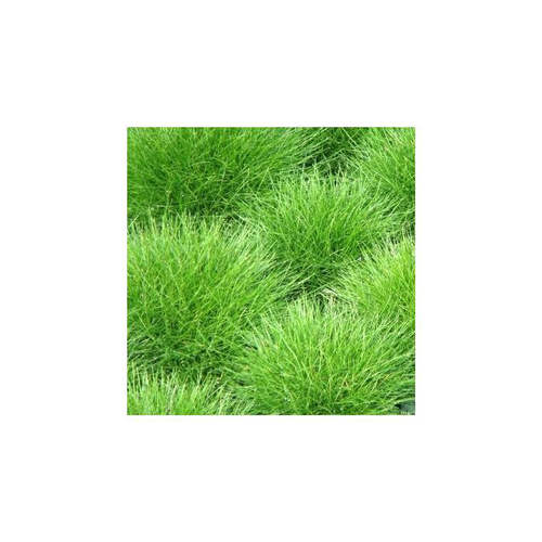 Visuel 1 du produit Festuca Golden Toupee - Le pot de 2 litres