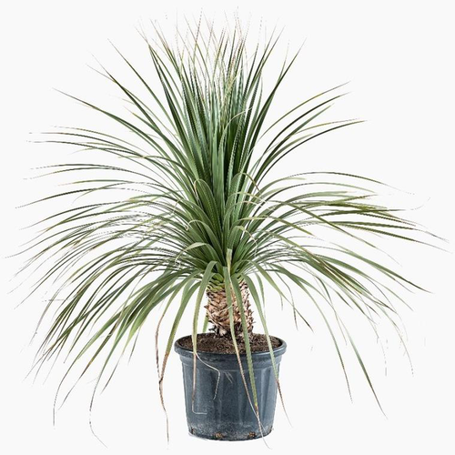 Visuel 1 du produit Dasylirion Longissimum en pot de 30 L vert