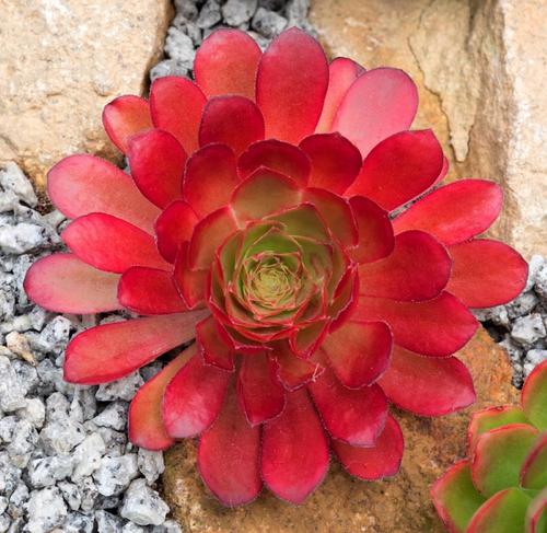 Visuel 4 du produit Semponium collection Surreal®. Le pot de 3,5 litres