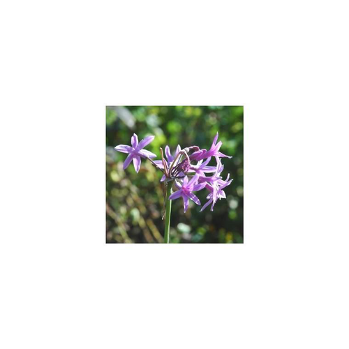 Visuel 1 du produit Tulbaghia Dark star - Le pot de 4 litres