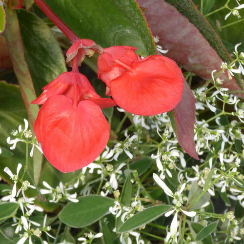 Visuel 1 du produit Begonia Dragon Wing + Euphorbe. Le pot de 7 litres