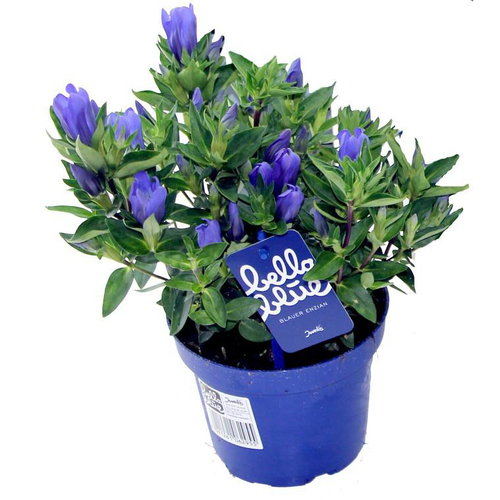 Visuel 1 du produit Gentiane Scabra - Le pot de 10,5 cm