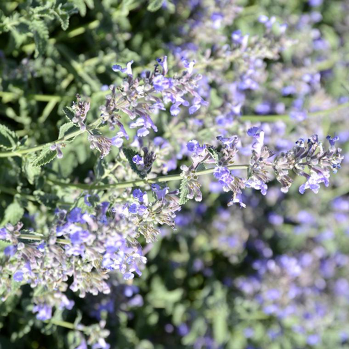 Visuel 1 du produit Herbe-aux-chats six hills giant bleu en pot de 2 L