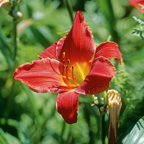 Visuel 1 du produit Hémérocalle ou Lys d'un jour à fleurs multicolores - Le pot de 2 litres