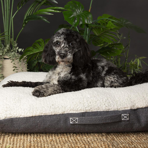 Visuel 5 du produit Couchage pour chien coloris gris coussin Scruffs Eco Eden - Taille M 80 x 60 cm